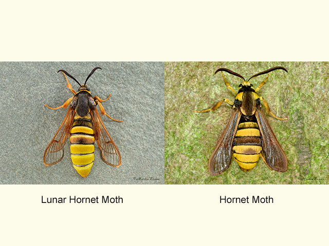  52.003 Lunar Hornet Moth and Hornet Moth Copyright Martin Evans 