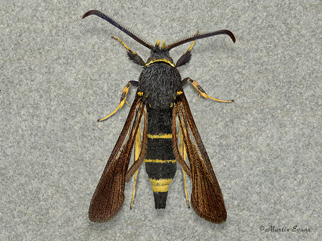  52.004 Dusky Clearwing Copyright Martin Evans