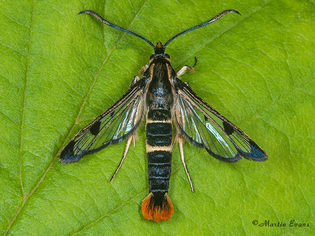  52.005 Welsh Clearwing Copyright Martin Evans 