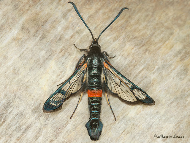  52.007 Large Red-belted Clearwing Copyright Martin Evans 