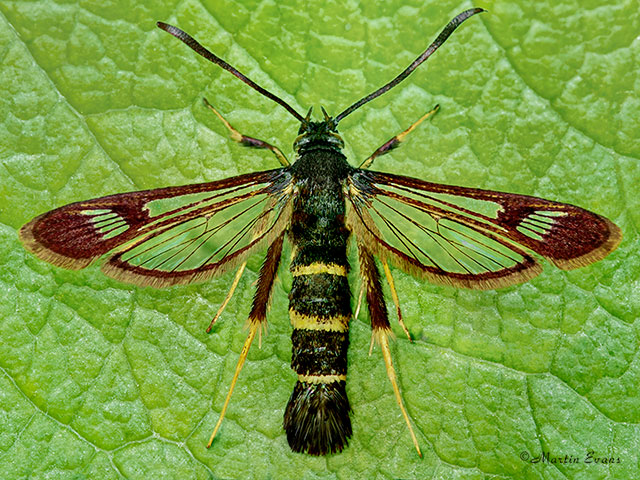  52.009 Sallow Clearwing Copyright Martin Evans 