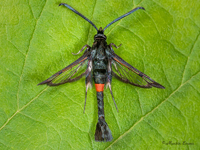  52.011 Red-belted Clearwing Copyright Martin Evans 