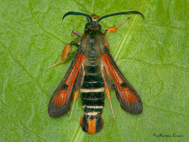 52.015 Fiery Clearwing Copyright Martin Evans 