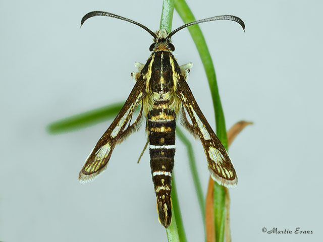  52.016 Thrift Clearwing Copyright Martin Evans 