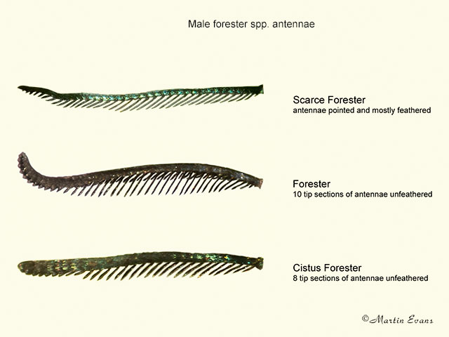  54.001 Scarce Forester, Forester and Cistus Forester male antennae Copyright Martin Evans 