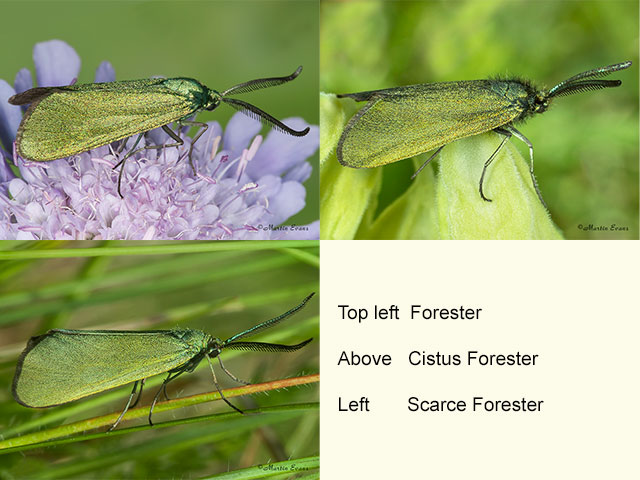  54.002 Forester, Cistus Forester and Scarce Forester Copyright Martin Evans 