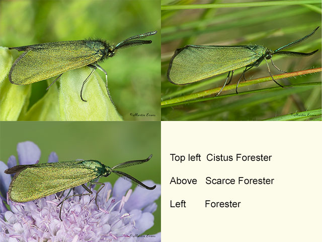  54.003 Cistus Forester, Scarce Forester and Forester Copyright Martin Evans 