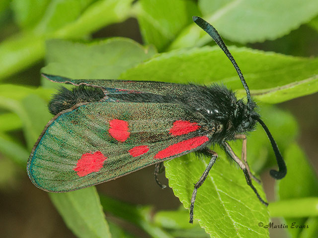  54.006 Scotch Burnet Copyright Martin Evans 