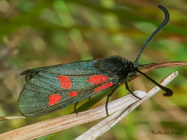  54.007 New Forest Burnet Copyright Martin Evans 