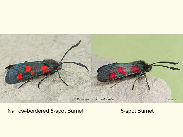  54.009 Narrow-bordered 5-spot Burnet and 5-spot Burnet Copyright Martin Evans 