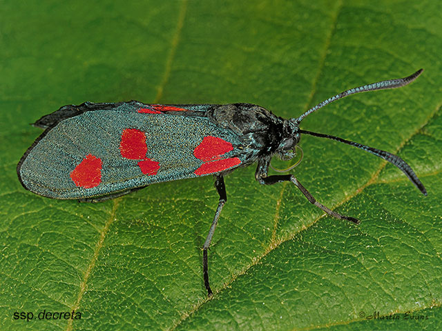  54.010 5-spot Burnet ssp.decreta Copyright Martin Evans 