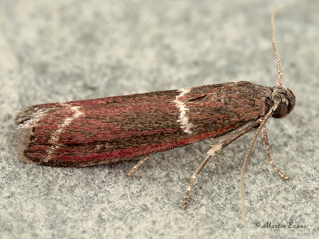  62.007 Cryptoblabes bistriga Copyright Martin Evans 