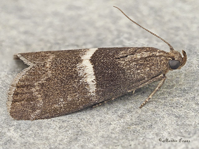  62.010 Elegia similella Copyright Martin Evans 