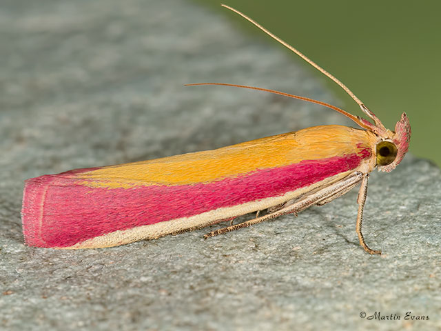  62.021 Oncocera semirubella Copyright Martin Evans 