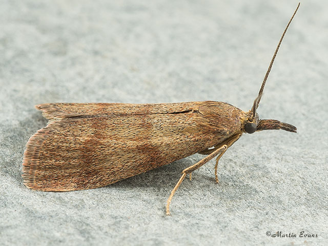  62.030 Hypochalcia ahenella Copyright Martin Evans 