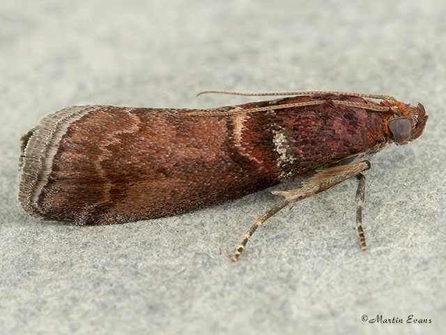  62.035 Acrobasis advenella Copyright Martin Evans 