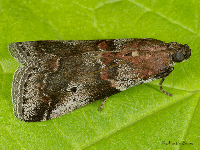  62.036 Acrobasis suavella Copyright Martin Evans 