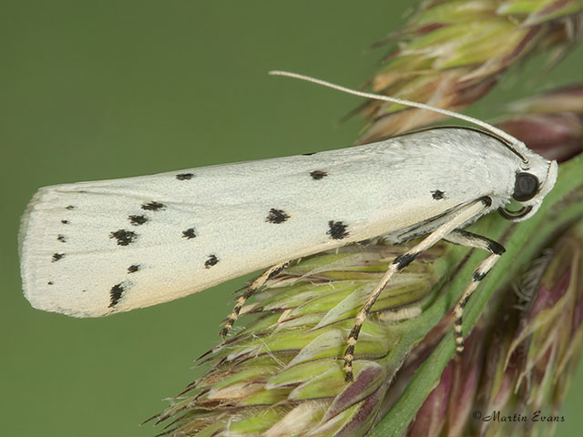  62.042 Myelois circumvoluta Copyright Martin Evans 