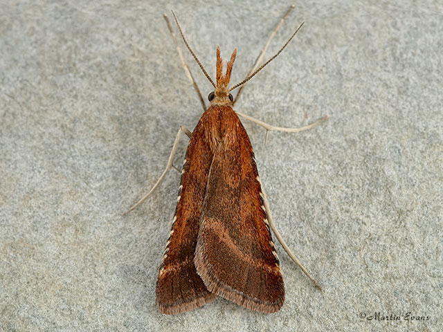  62.070 Synaphe punctalis Copyright Martin Evans 