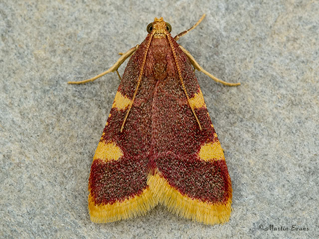  62.075 Hypsopygia costalis Copyright Martin Evans 