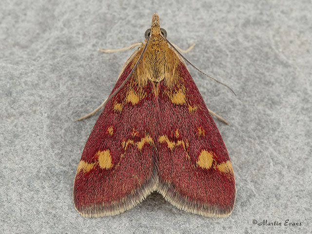  63.006 Pyrausta aurata Copyright Martin Evans 