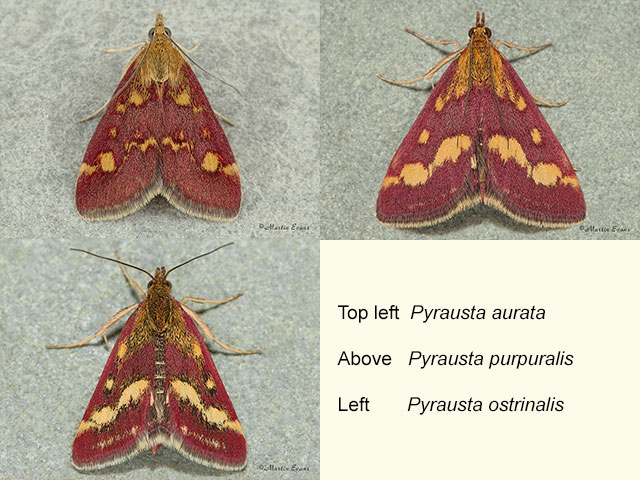  63.006 Pyrausta aurata and Pyrausta purpuralis Copyright Martin Evans 