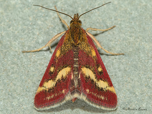  63.008 Pyrausta ostrinalis Copyright Martin Evans 