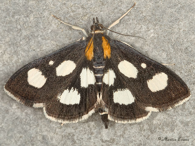  63.024 Anania funebris Copyright Martin Evans 