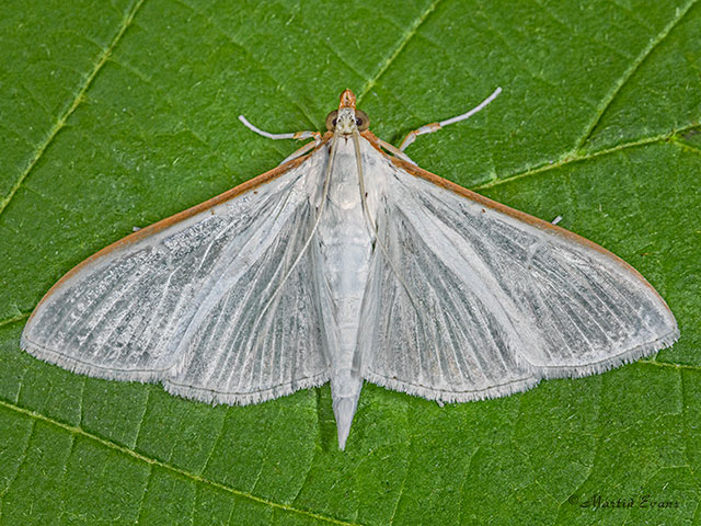  63.048 Palpita vitrealis Copyright Martin Evans 