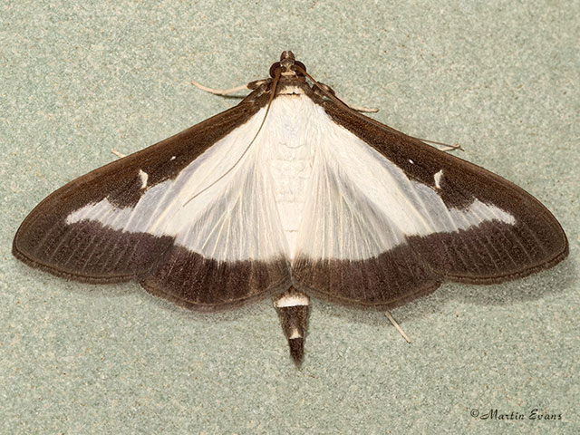  63.054 Cydalima perspectalis Copyright Martin Evans 