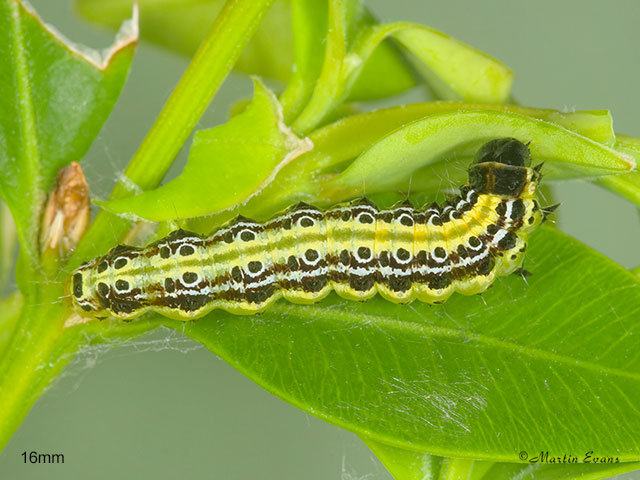  63.054 Cydalima perspectalis larva 16mm Copyright Martin Evans 
