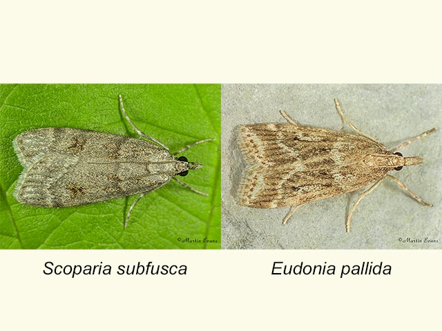  63.062 Scoparia subfusca & Eudonia pallida Copyright Martin Evans 