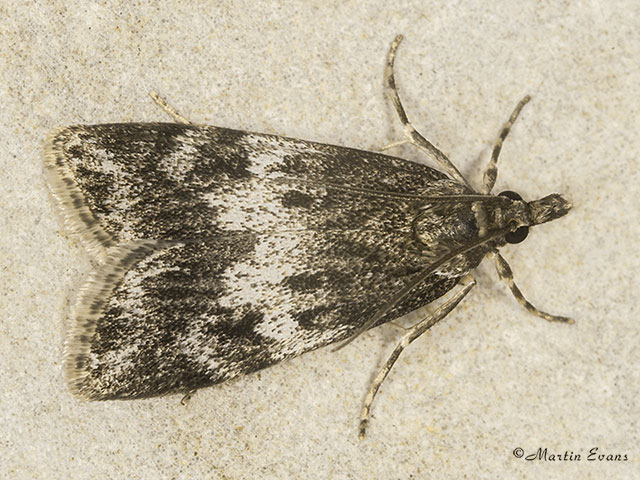  63.064 Scoparia ambigualis Copyright Martin Evans 