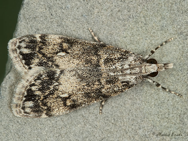  63.067 Eudonia lacustrata 