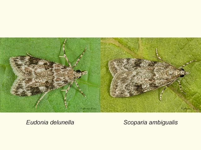 63.072 Eudonia delunella and Scoparia ambigualis Copyright Martin Evans 