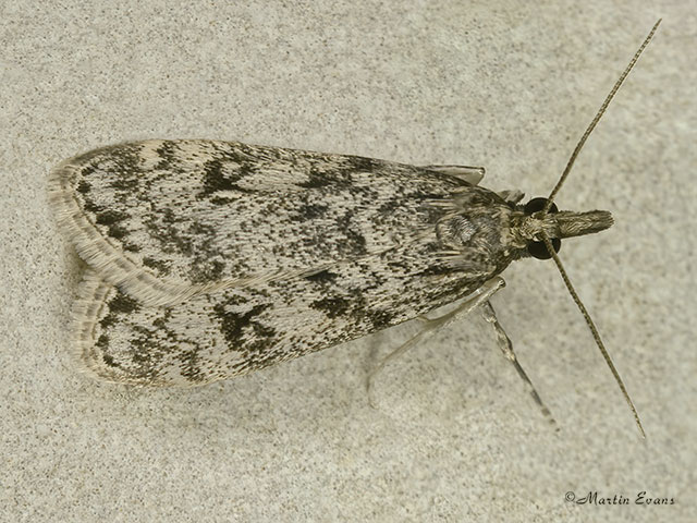  63.073 Eudonia truncicolella Copyright Martin Evans 