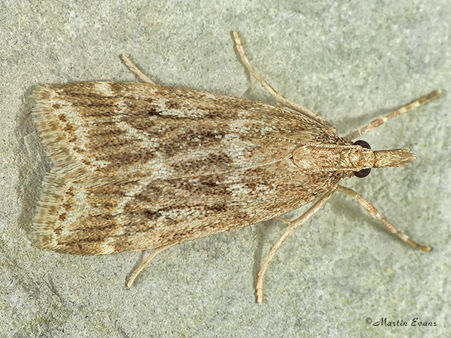  63.075 Eudonia pallida Copyright Martin Evans 