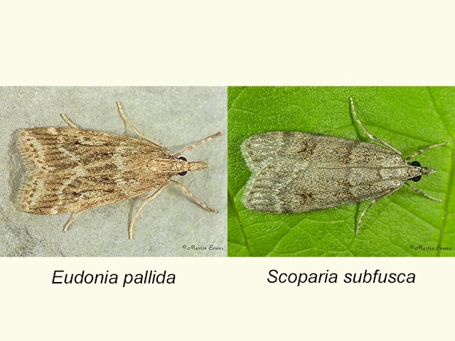  63.075 Eudonia pallida & Scoparia subfusca Copyright Martin Evans 