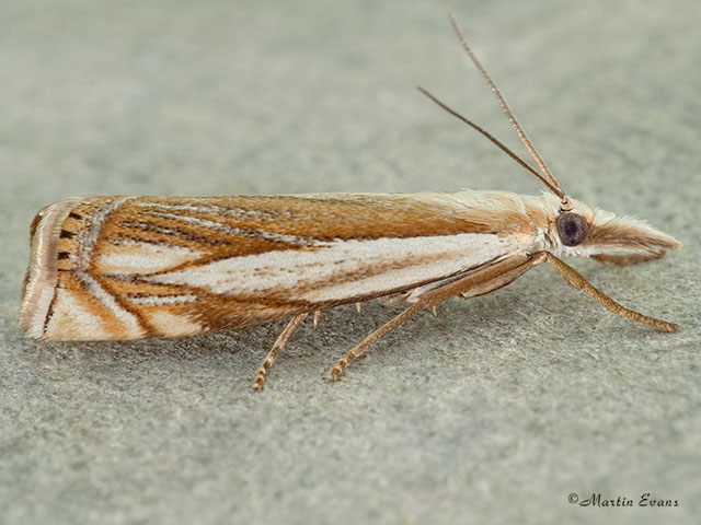  63.083 Crambus uliginosellus Copyright Martin Evans 