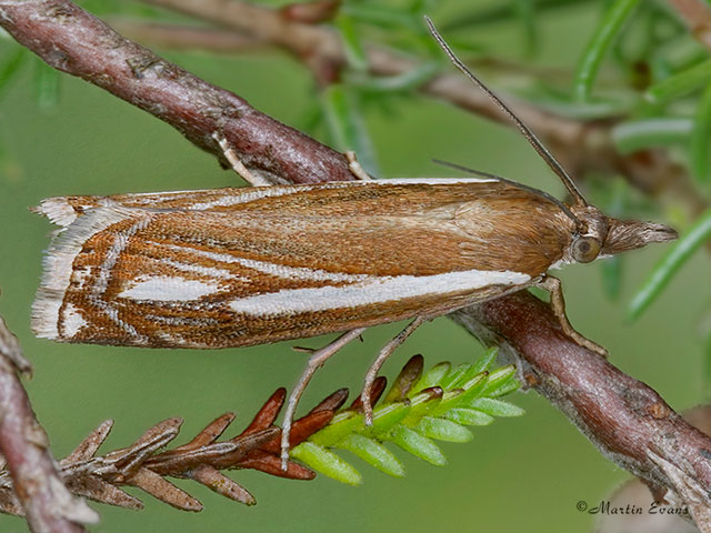  63.084 Crambus ericella Copyright Martin Evans 