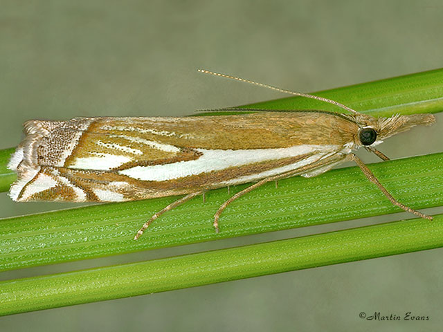  63.085 Crambus pratella  Copyright Martin Evans 