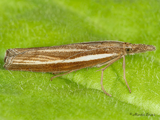  63.089 Agriphila tristella Copyright Martin Evans 