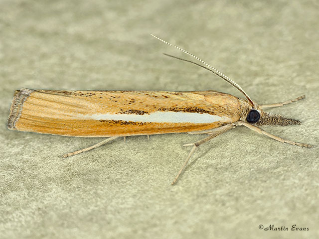  63.089 Agriphila tristella Copyright Martin Evans 