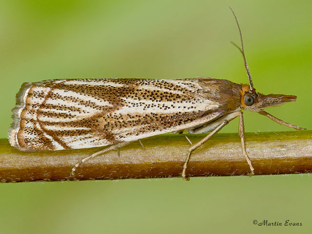  63.107 Thisanotia chrysonuchella Copyright Martin Evans 