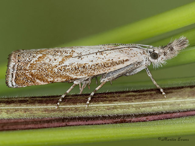  63.111 Platytes cerussella female Copyright Martin Evans 