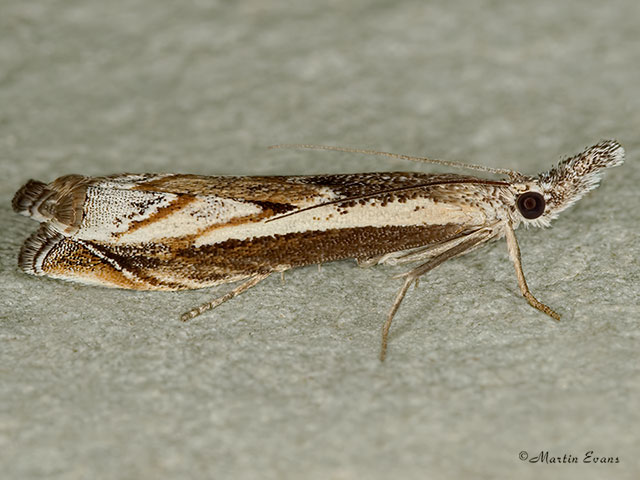  63.112 Platytes alpinella Copyright Martin Evans 