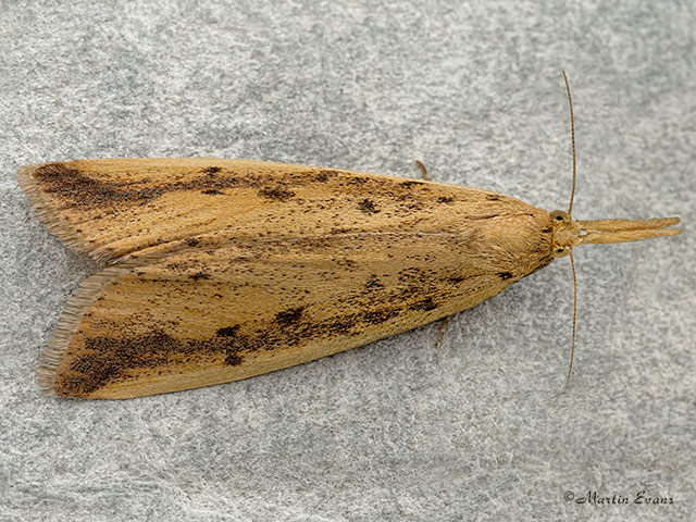  63.120 Schoenobius gigantella Copyright Martin Evans 