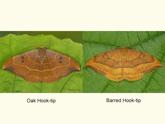  65.002 Oak Hook-tip and Barred Hook-tip Copyright Martin Evans 