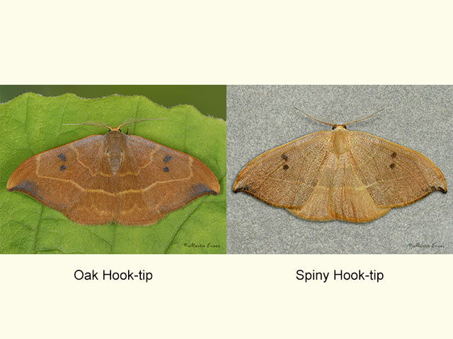  65.002 Oak Hook-tip and Spiny Hook-tip Copyright Martin Evans 