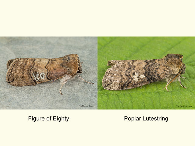  65.010 Figure of Eighty and Poplar Lutestring Copyright Martin Evans 